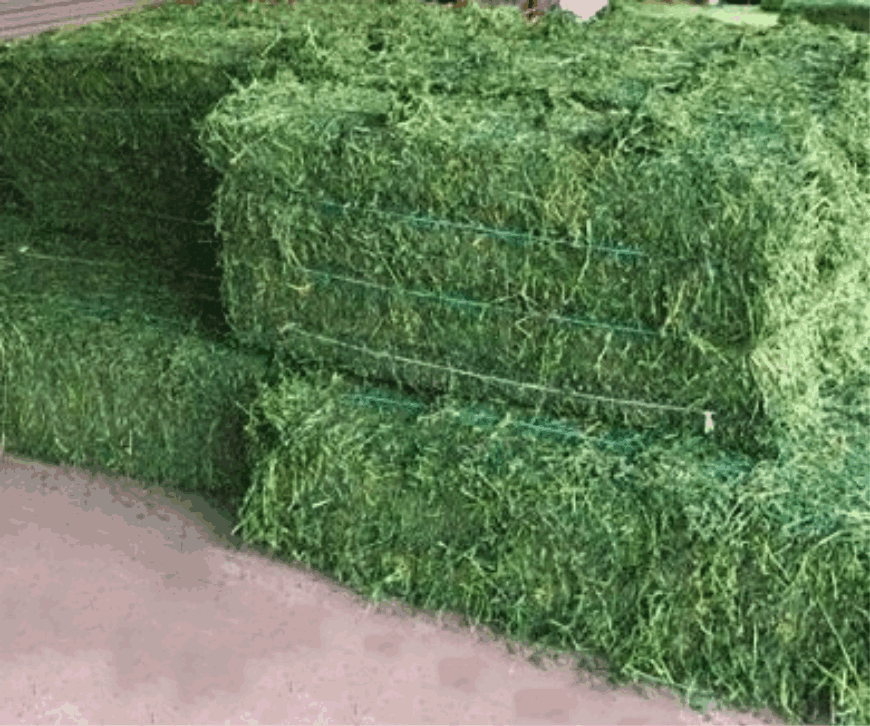 Hay grass (Lucerne Alfalfa) home