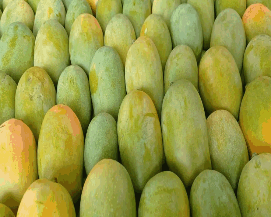 Mangoes c